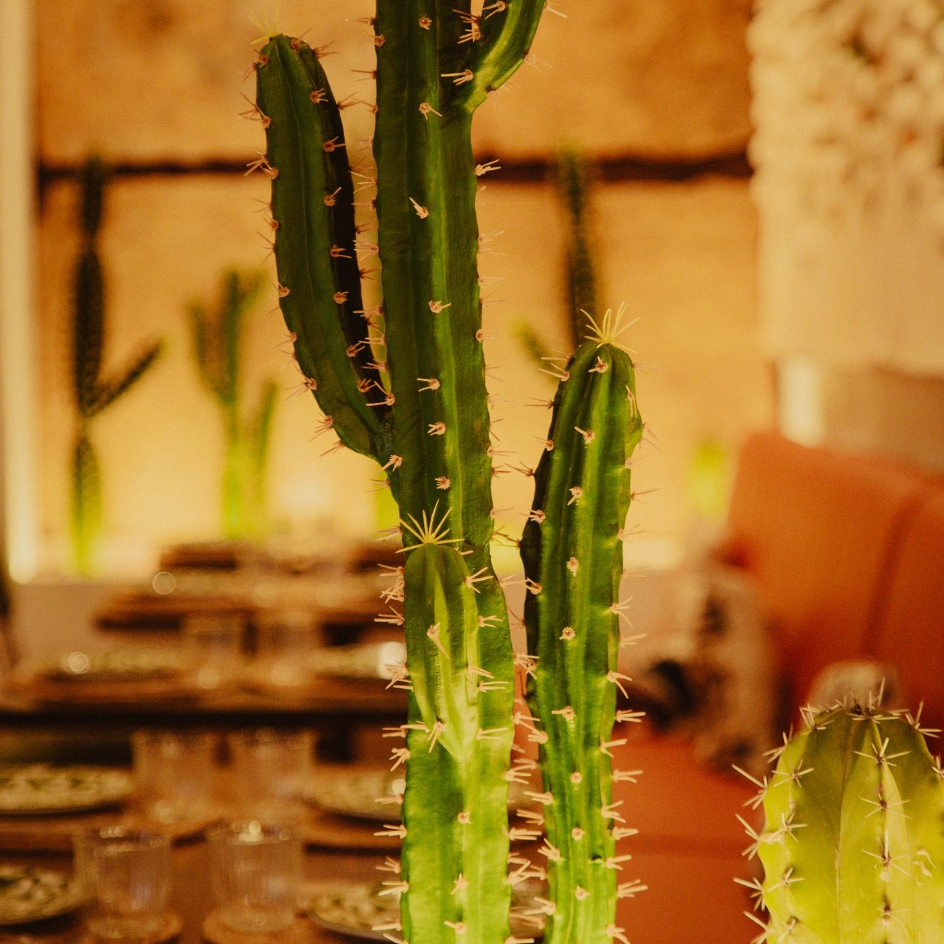 Detalle de un cactus, uno de los elementos decorativos característicos de Casa Milpa.